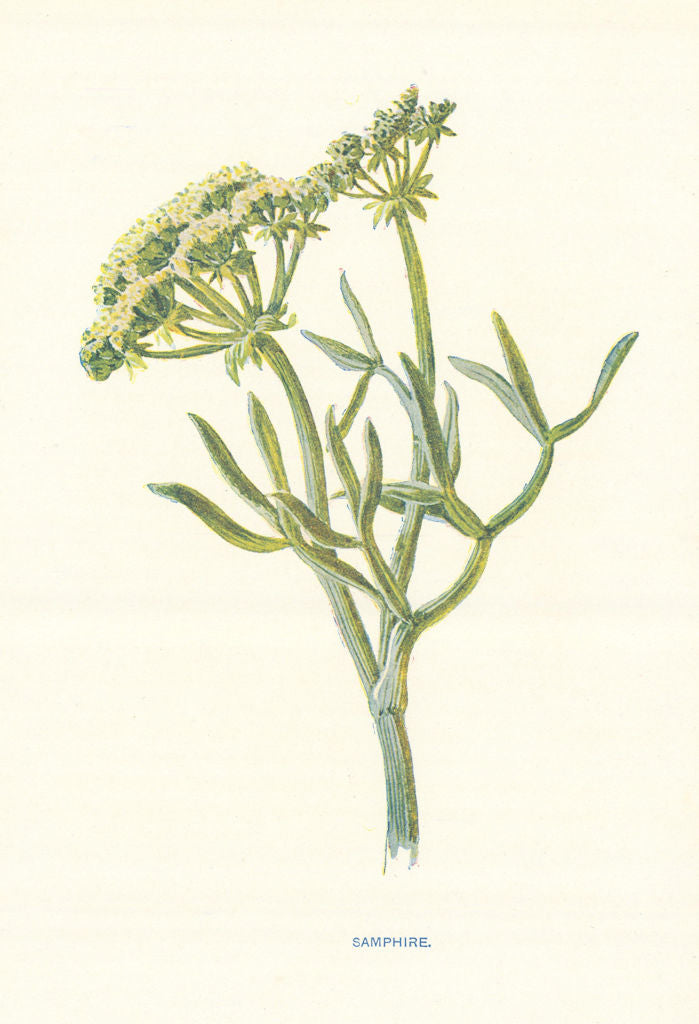Samphire. Wild Flowers by Frederick Edward Hulme c1895 old antique print